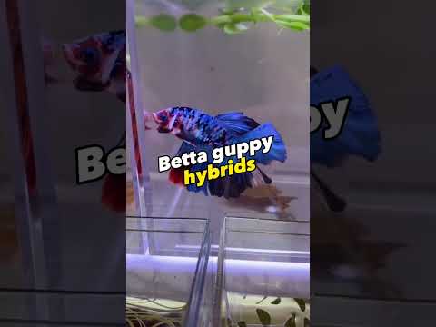 Crossbreeding these two fishes is POSSIBLE… #fish #fishfact #guppy