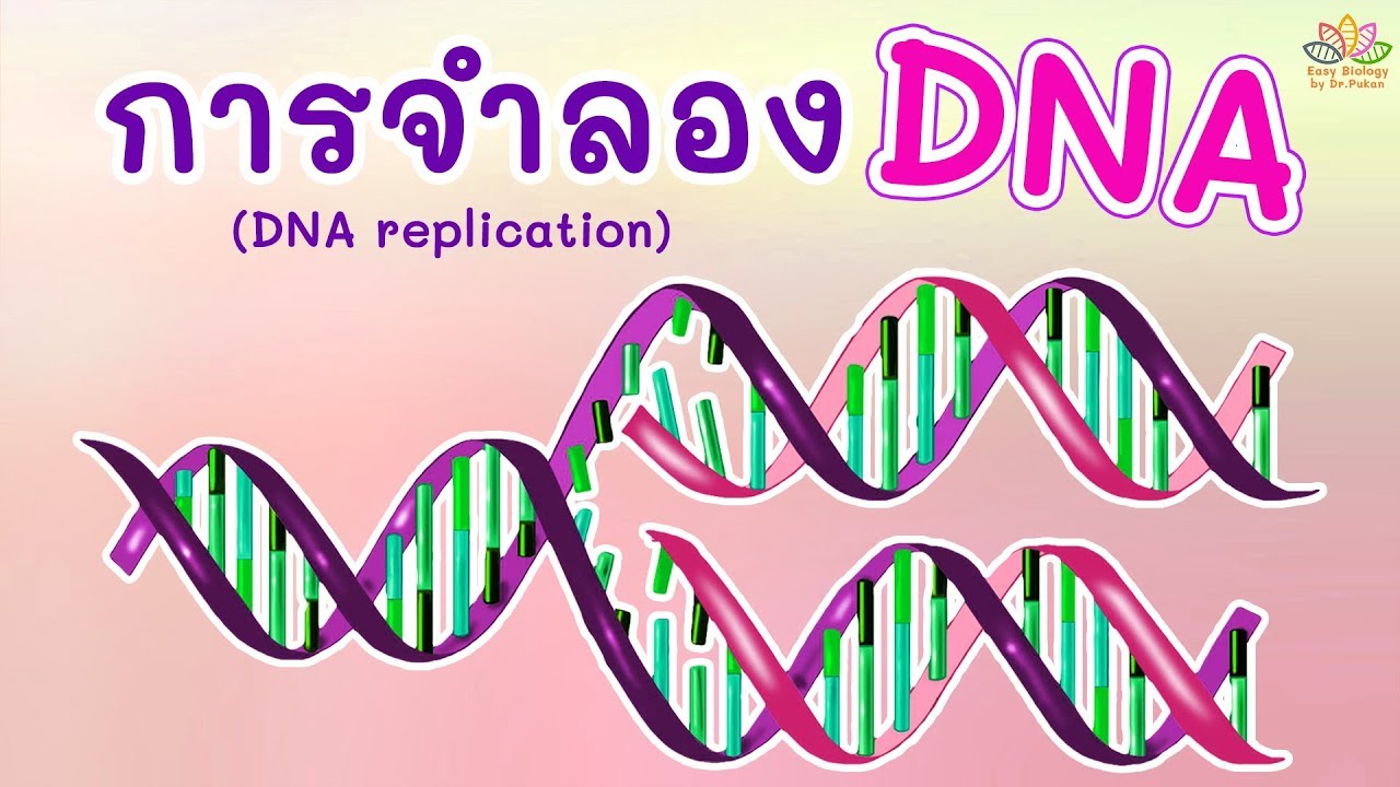 การจำลอง DNA (DNA replication)