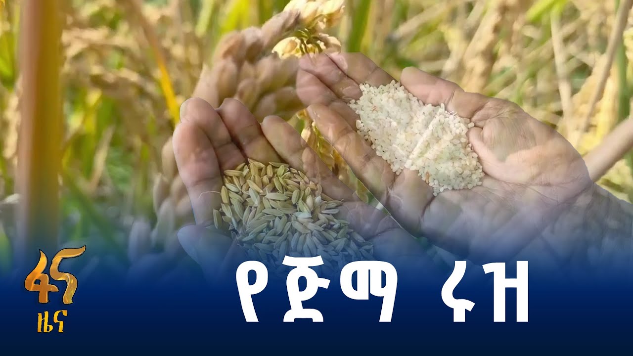ውጤታማ እና ምርታማ የሆነ ዝርያ