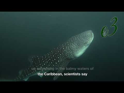 A mysterious Arctic shark that can live for 500 years got lost and ended up swimming in Caribbean