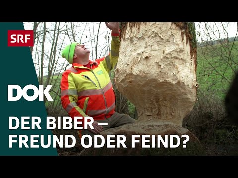 Von Bibern und Menschen – Wie aus Konflikten Chancen werden | DOK | SRF