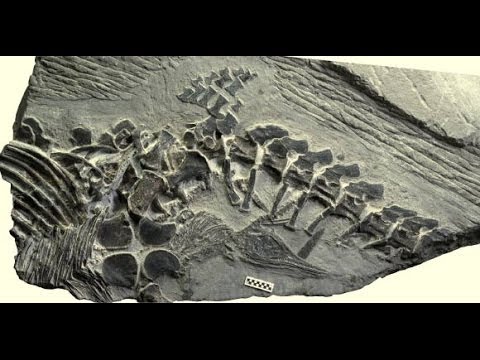 Ancient Fossil Shows Marine Reptiles Had Live Birth on Land