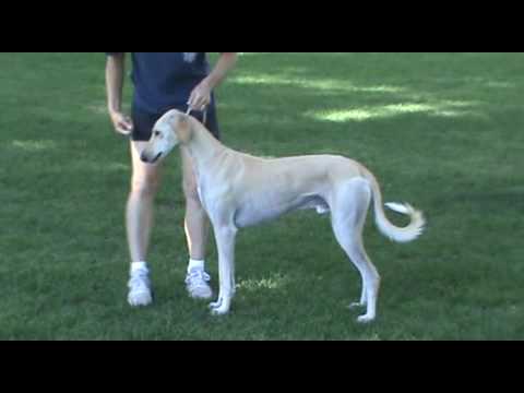 Santana Hello, Goodbye at RFR CC, CM