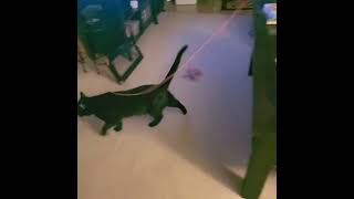 Blackbean &amp; The Fall