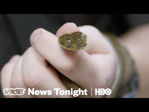 2 Million Snakes Have Taken Over The Island Of Guam (HBO)