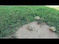 How To Catch Quail Using Wooden And Effective Traps Bird Trap 168M