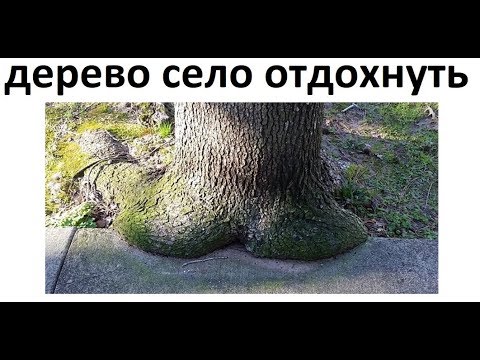 Лютые приколы. Дерево присело отдохнуть