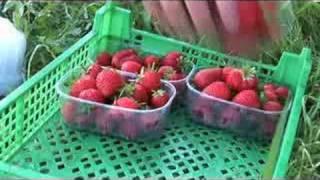 preview picture of video 'Coleshill Organics - Organic Veg Box & Farm Shop'