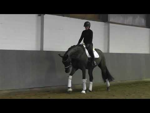 Weidenhof-Verkaufspferd: "FÜRST CAVALIER" *2017 Rappe, Wallach Hannoveraner, v. Fürstenball