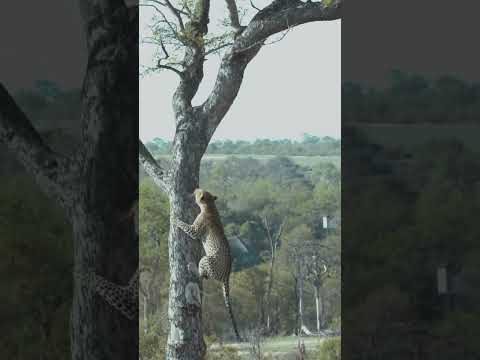 Lion Chases Leopard up Tree!