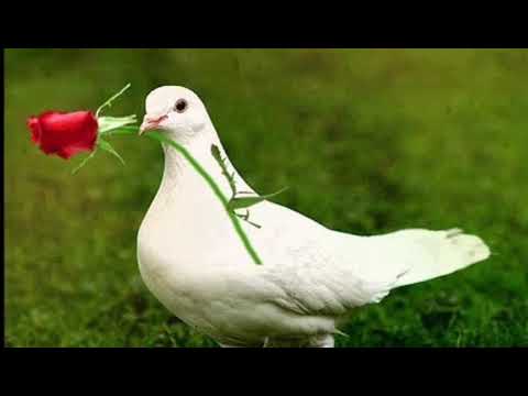 Muzica crestina 2020 Domnul poate eu merg mai departe