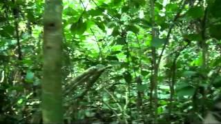 Safaris Chelet Dwarf Buffalo in Rain Forest Dogs Hunt.avi