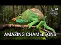 Amazing Chameleons On The Hunt Chameleon Species From Wilderness Of Africa Madagascar India