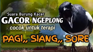Download lagu Suara Burung kacer Gacor NGEPLONG Cocok untuk pancingan pagi siang sore@Pecintaburung-i5e mp3