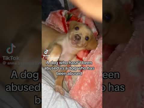 poor baby :[[ || #dogs