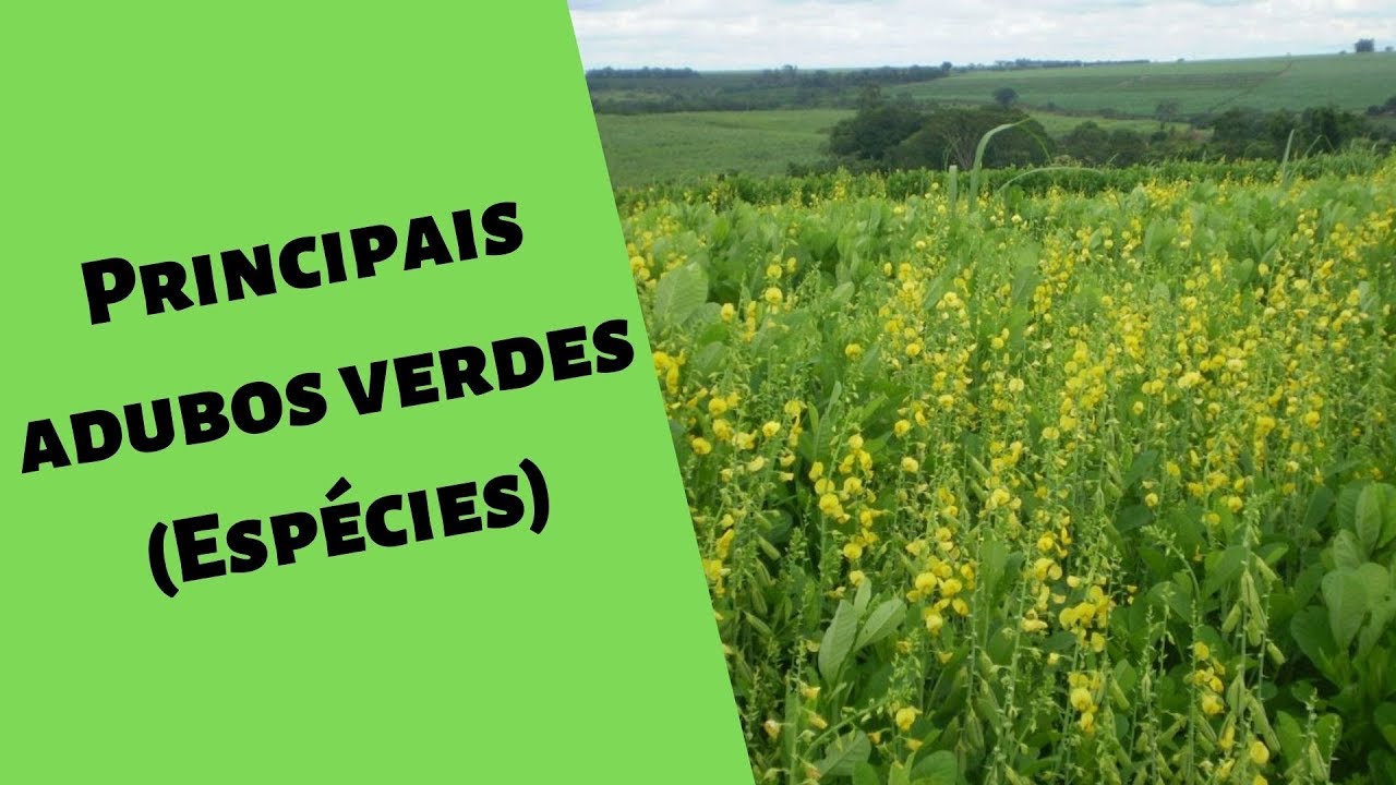 Essas são as principais espécies para adubação verde🍃