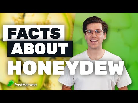 Facts About Honeydew