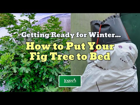How to Put Your Fig Tree to Bed (Get Ready for Winter!)