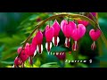 Kunta Sparrow  -  Flower 🌹 (official music audio) #flower #newtrapsong