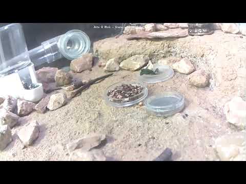 Ants at Work (Arena)