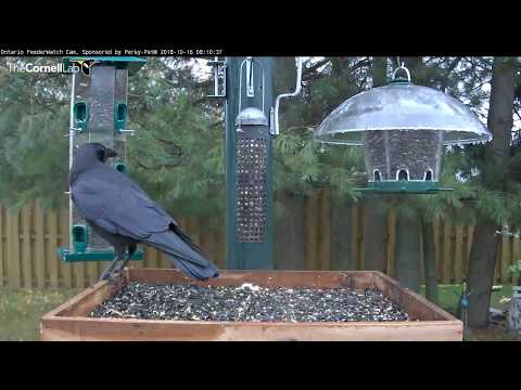 American Crows Share The Platform Feeder In Ontario – Oct. 16, 2018