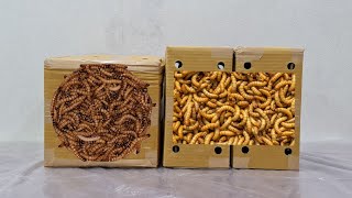 Unboxing Mealworms and Superworms