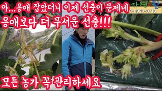 지금은 토양재배, 양액재배, 고설재배 등등 선충 관리 시기입니다. 응애보다 더 무서운 선충 관리 잘하셔서 봄…
