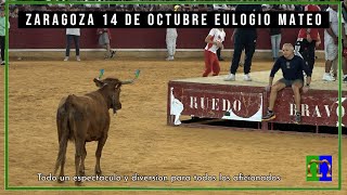 Zaragoza El Pilar 14 ▪ 10 ▪23 Suelta de Vaquillas ▪ Ganadería Eulogio Mateo مصارعة الثيران