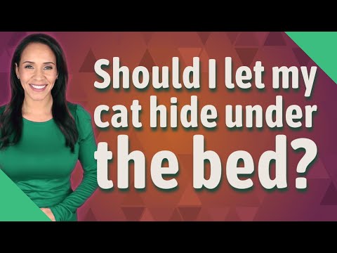 Should I let my cat hide under the bed?