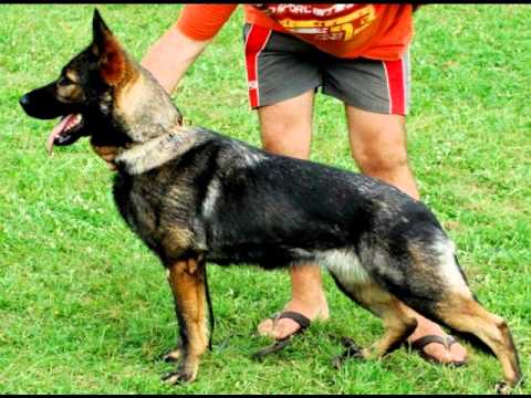 Eischa Eqidius kontrolák