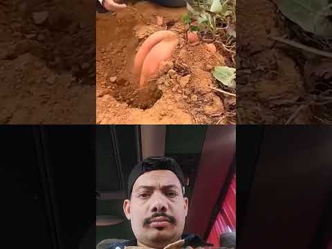 harvest  sweets potatoes #shortsfeed #fruit ##youtubeshorts #abhirajvishwakarma