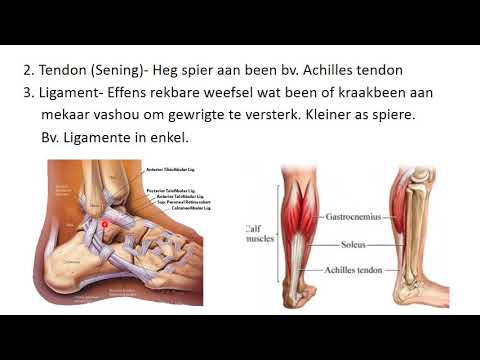 Lewenswetenskap GRAAD 9: 23 April 2020 - periode 7 (2397)