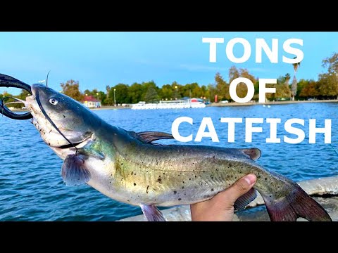 バルボア湖で大きなナマズを捕まえる方法! （超簡単！）