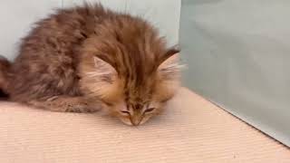 ペルシャの動画01