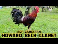 HOWARD BELK CLARET | RGF Gamefarm in Bacolod Philippines | Ryan Mark Fantonalgo
