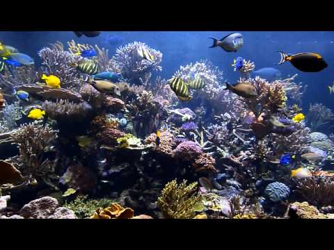 Long Island Aquarium (Atlantis Marine World) 20,000g reef aquarium
