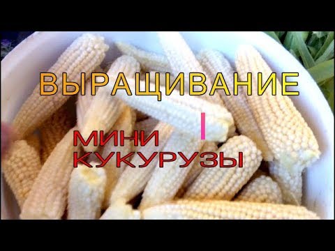 ВЫРАЩИВАНИЕ МИНИ КУКУРУЗЫ. Мой опыт