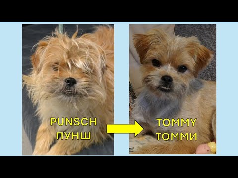 PUNCHist TOMMYks - Из ПУНША к ТОММИ