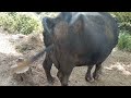 Indian Buffalo Buffalo Pooping Pooping Video