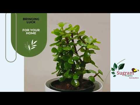 Good Luck Jade # viral /Amazon Link in Description