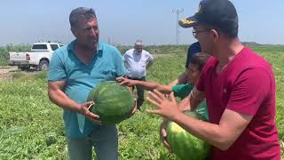 Kabak aşılı karpuz ve orjinal çekirdekten yetişme karpuz nasıl anlaşılır