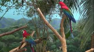 preview picture of video 'Aviary Adventure at Brookfield Zoo Wild Encounter'