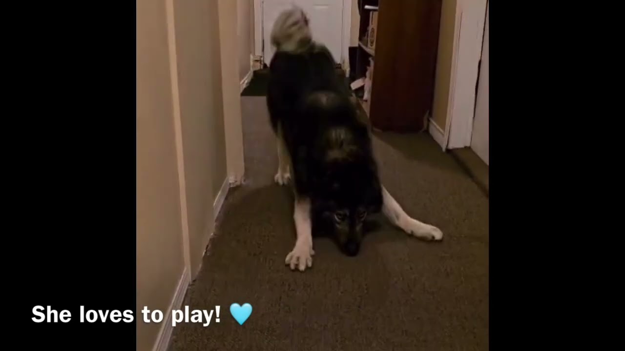 Sol, a Adoptable mixed breed in Vancouver, BC video 6/6