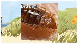 preview picture of video 'Pest Management Insect Control 510-545-4044 Richmond CA'