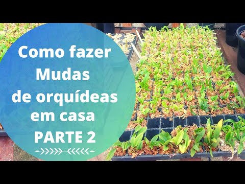 🛑 2- Como fazer mudas de orquídeas em casa - Parte 2  (Semaeando no meio de cultura)