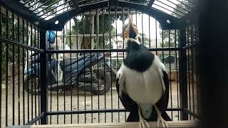 Download lagu tembakan ampuh full tembakan jalak suren mp3 Download lagu tembakan ampuh full tembakan jalak suren mp3