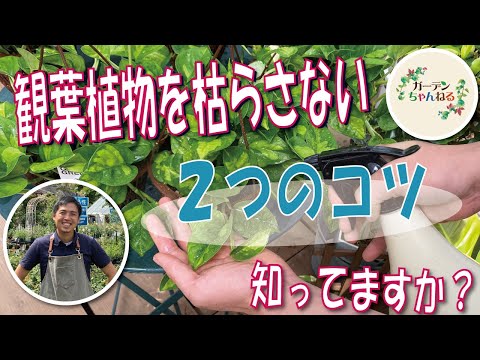 観葉植物の世話: よくある7つの間違い 庭の練習