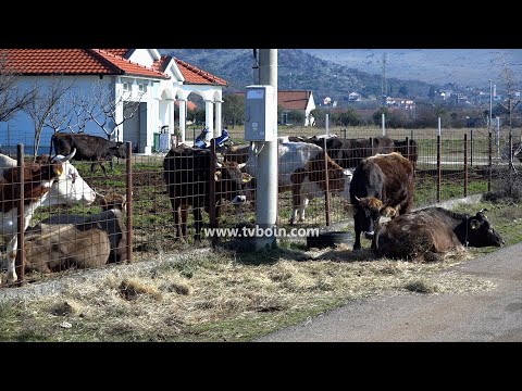 AKTUALE - Blegtoria në Malësi përballë dimrit dhe temperaturave të ulëta