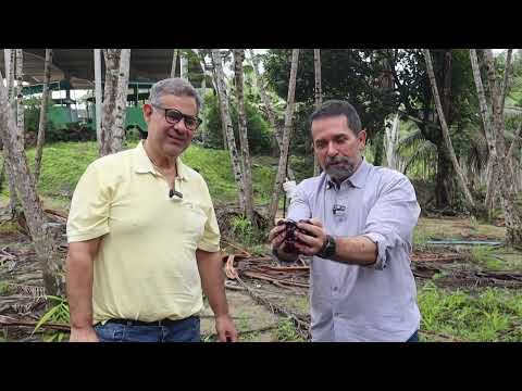 Açaí da Amazônia ganha raízes em Alagoas