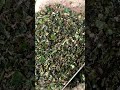 Banana Peels Cheap Chicken Feed Backyardgardening Poultryfarming Chickendiet